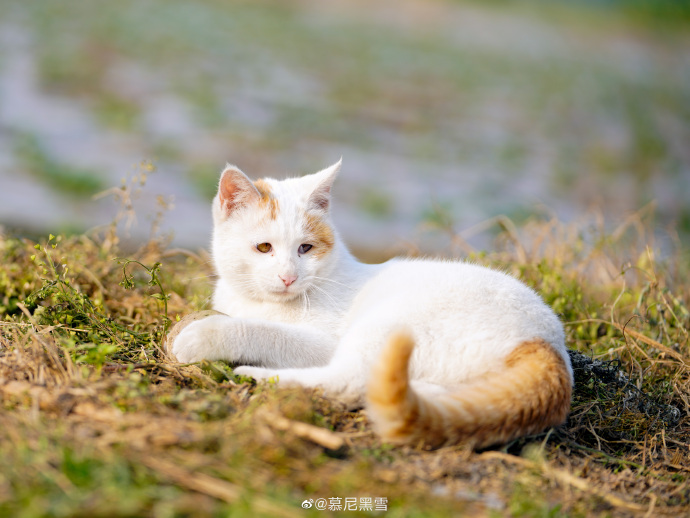 猫图片|宠物猫|猫咪|