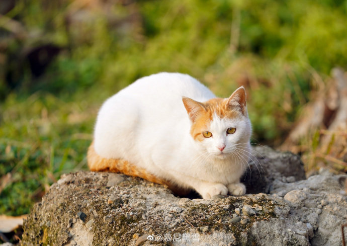 猫图片|宠物猫|猫咪|