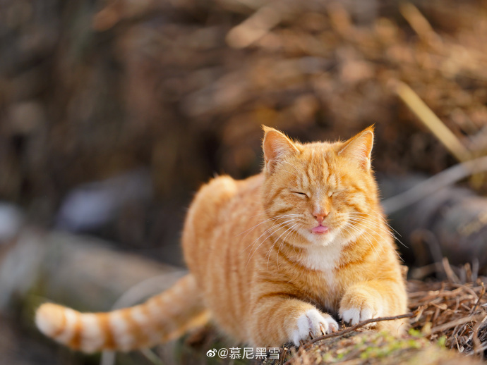 猫图片|宠物猫|猫咪|