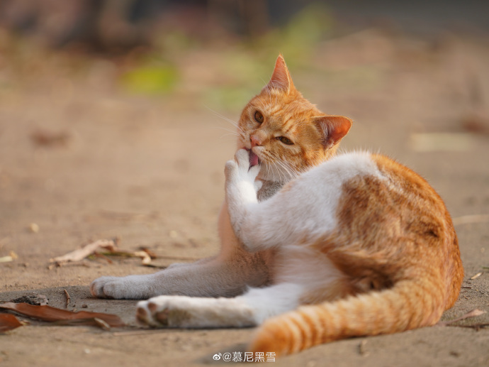 猫图片|宠物猫|猫咪|