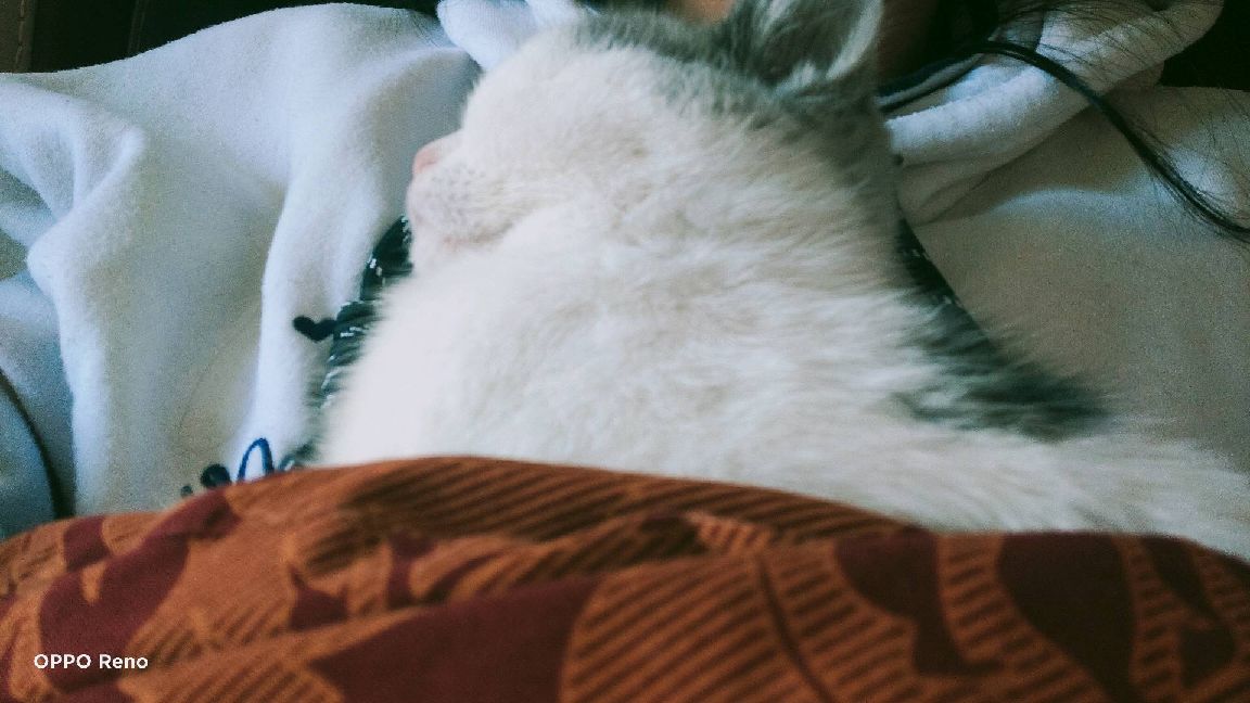 猫图片|宠物猫|猫咪|