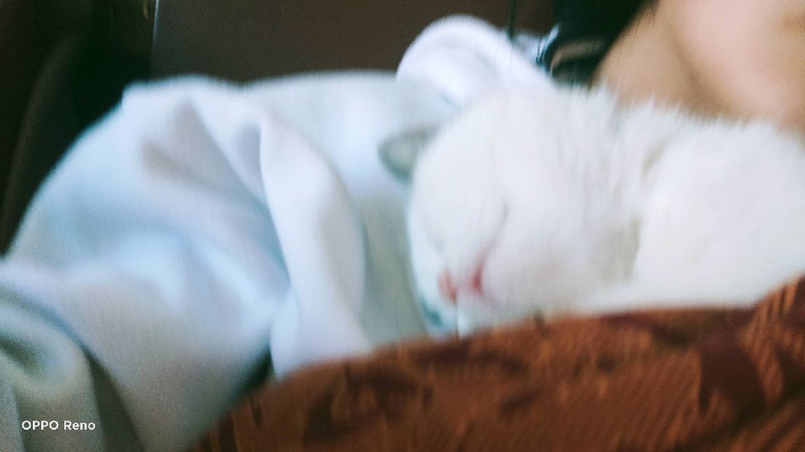 猫图片|宠物猫|猫咪|