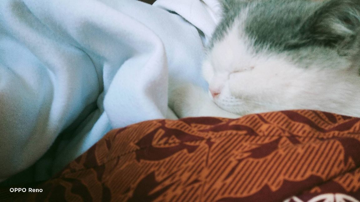 猫图片|宠物猫|猫咪|