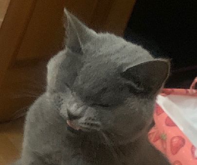 猫图片|宠物猫|猫咪|