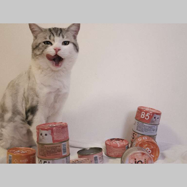 猫图片|宠物猫|猫咪|