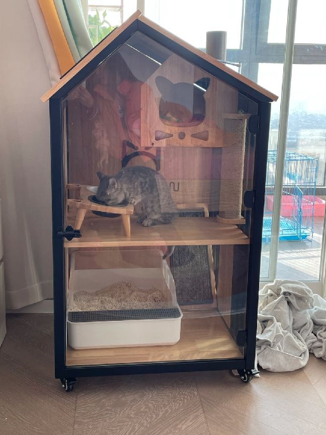 猫图片|宠物猫|猫咪|