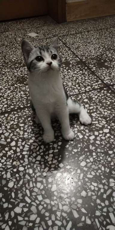 猫图片|宠物猫|猫咪|