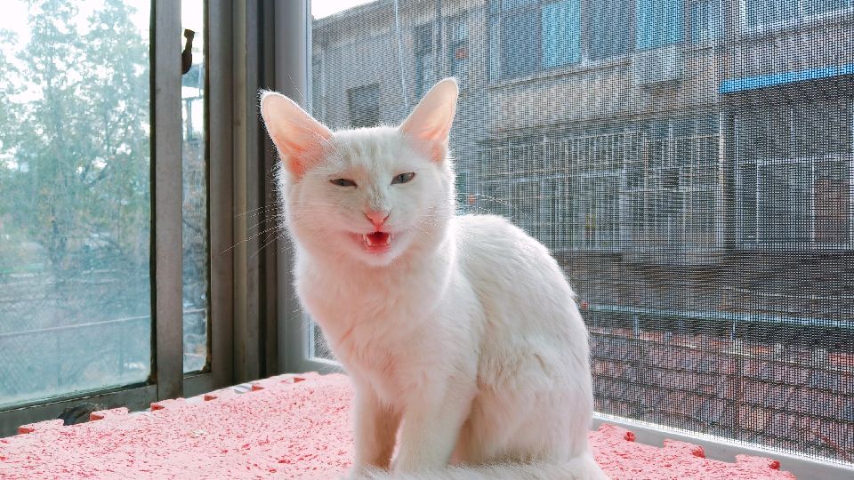 猫图片|宠物猫|猫咪|