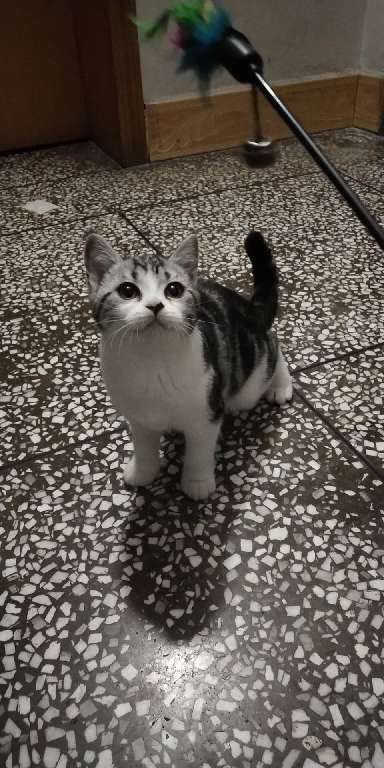 猫图片|宠物猫|猫咪|