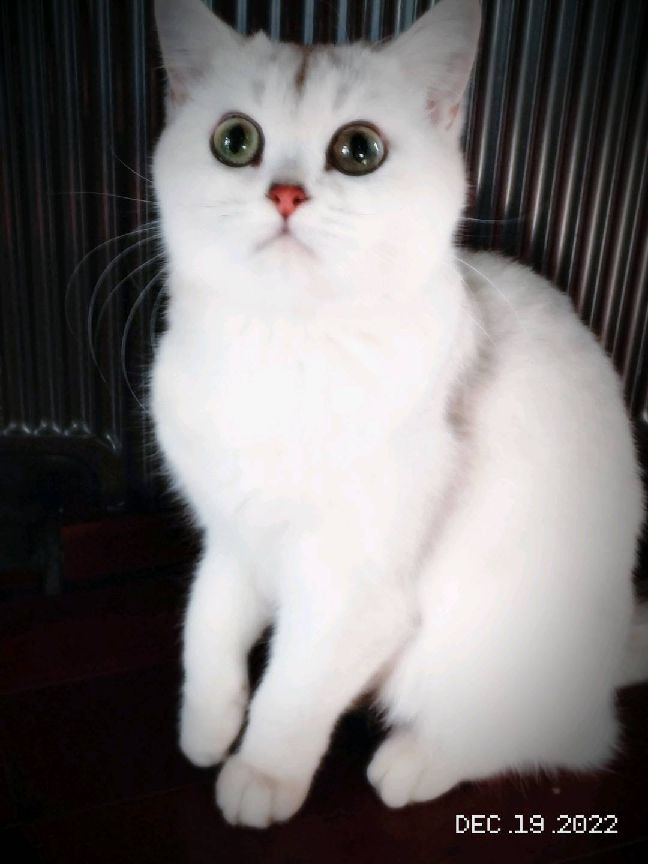 猫图片|宠物猫|猫咪|