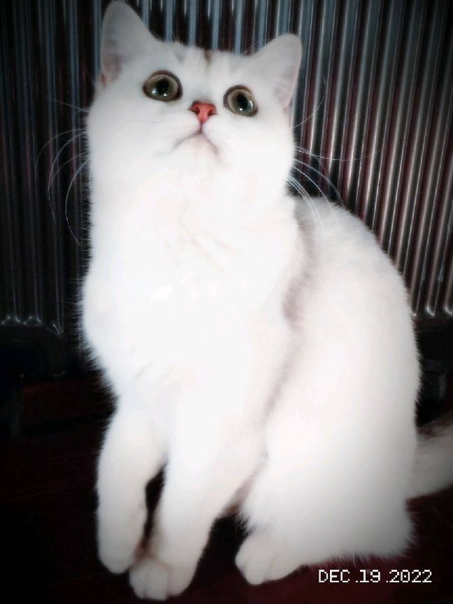 猫图片|宠物猫|猫咪|