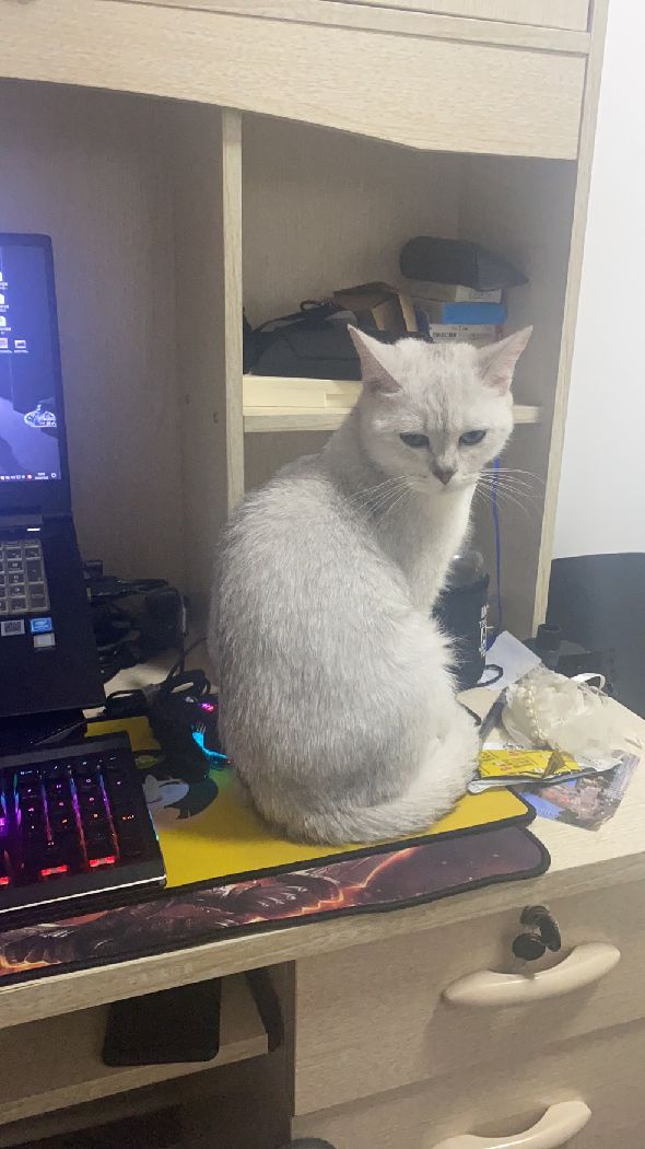 猫图片|宠物猫|猫咪|