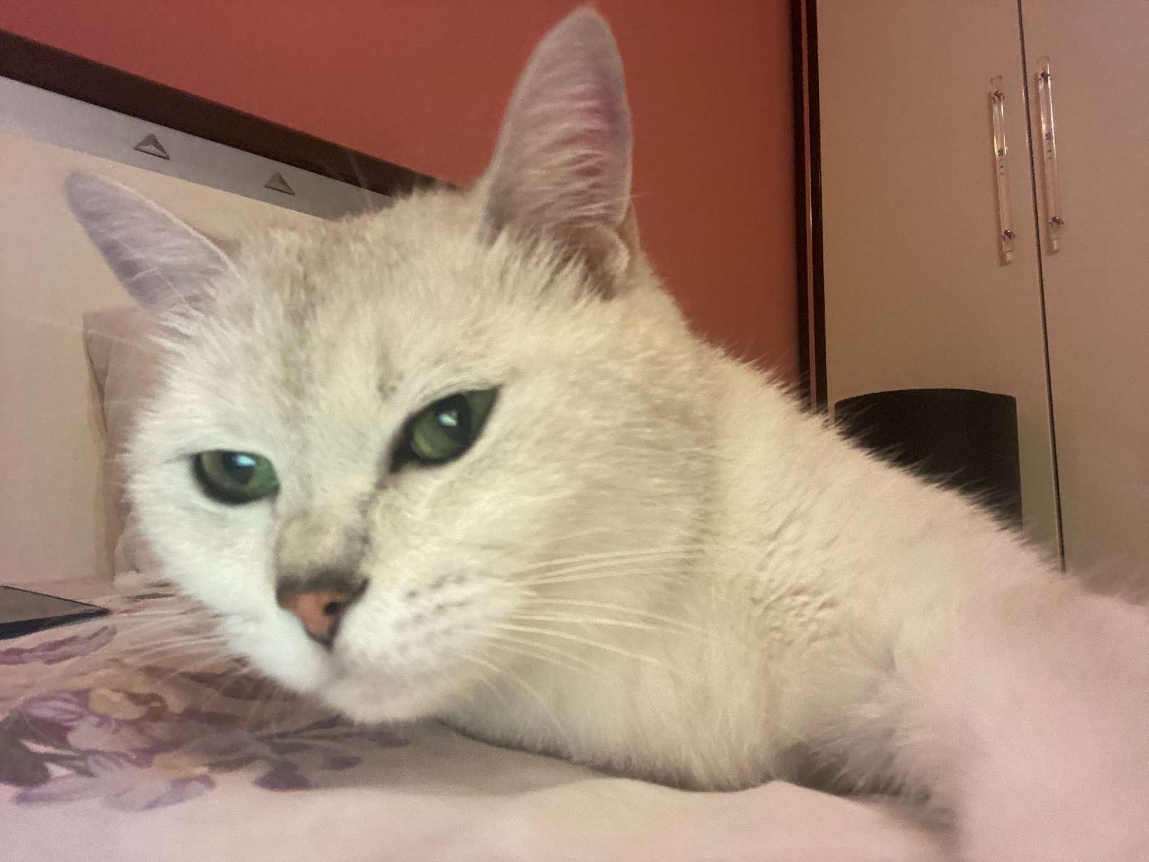 猫图片|宠物猫|猫咪|