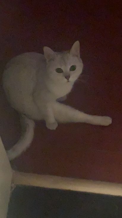 猫图片|宠物猫|猫咪|