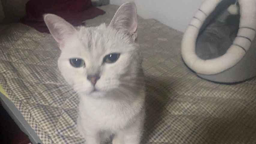 猫图片|宠物猫|猫咪|