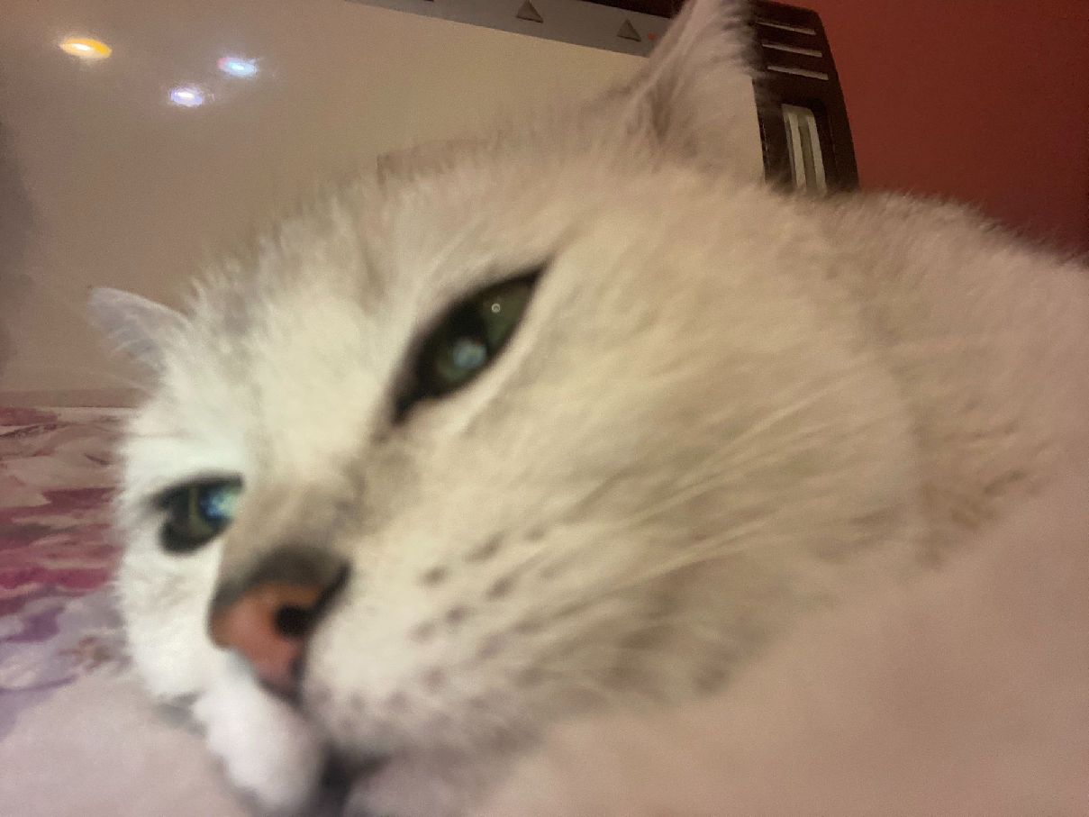 猫图片|宠物猫|猫咪|