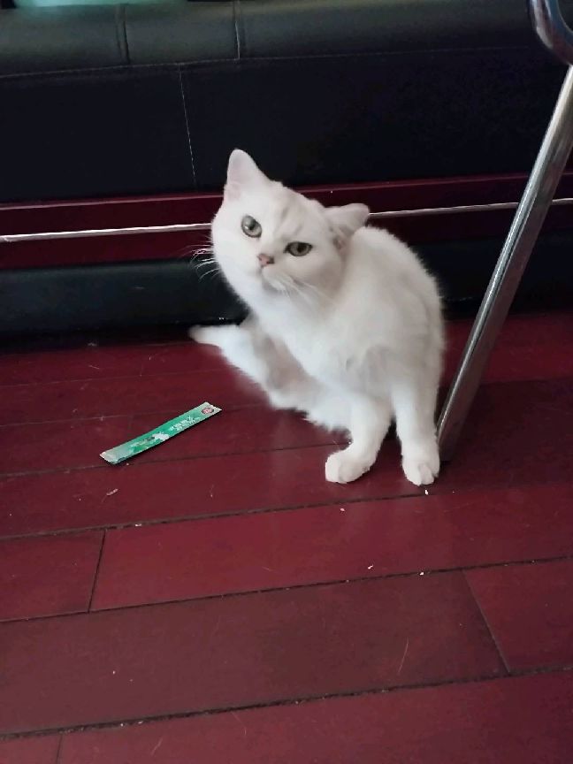 猫图片|宠物猫|猫咪|