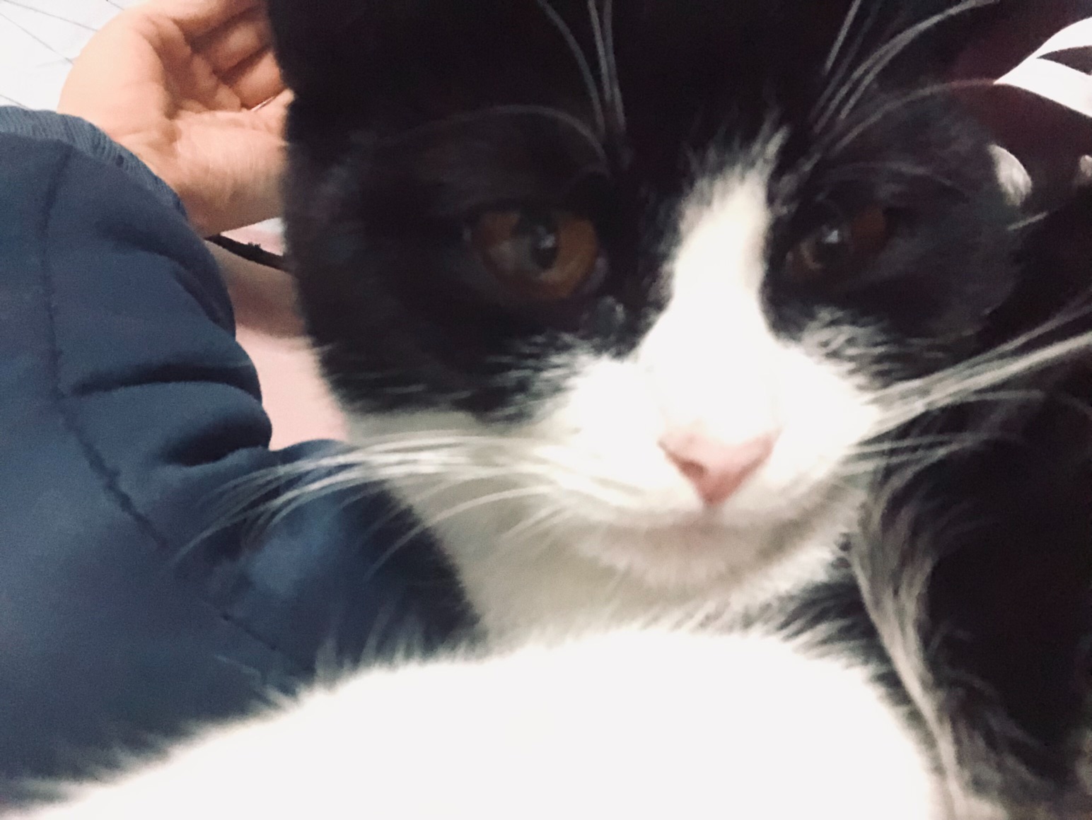 猫图片|宠物猫|猫咪|