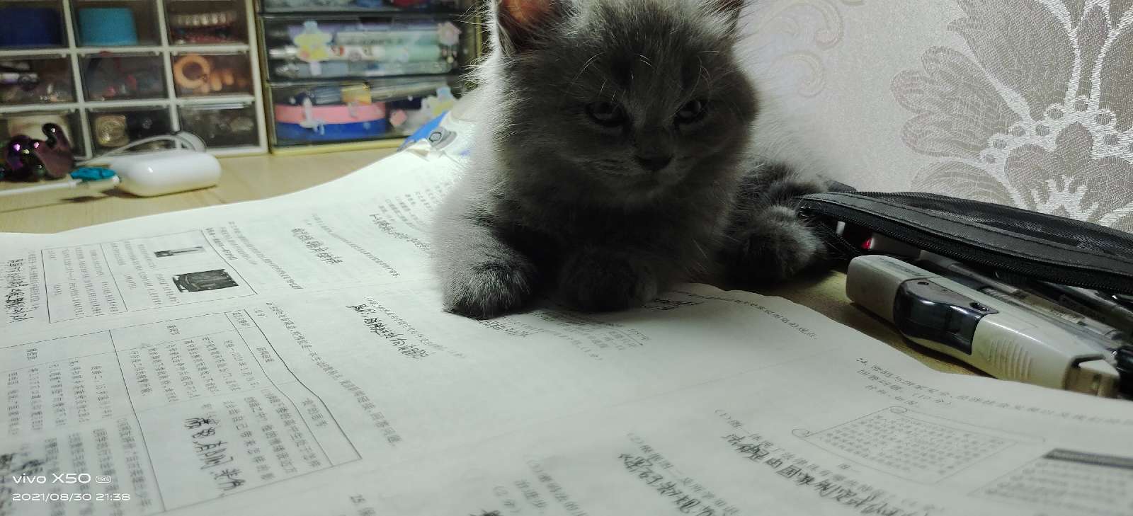 猫图片|宠物猫|猫咪|