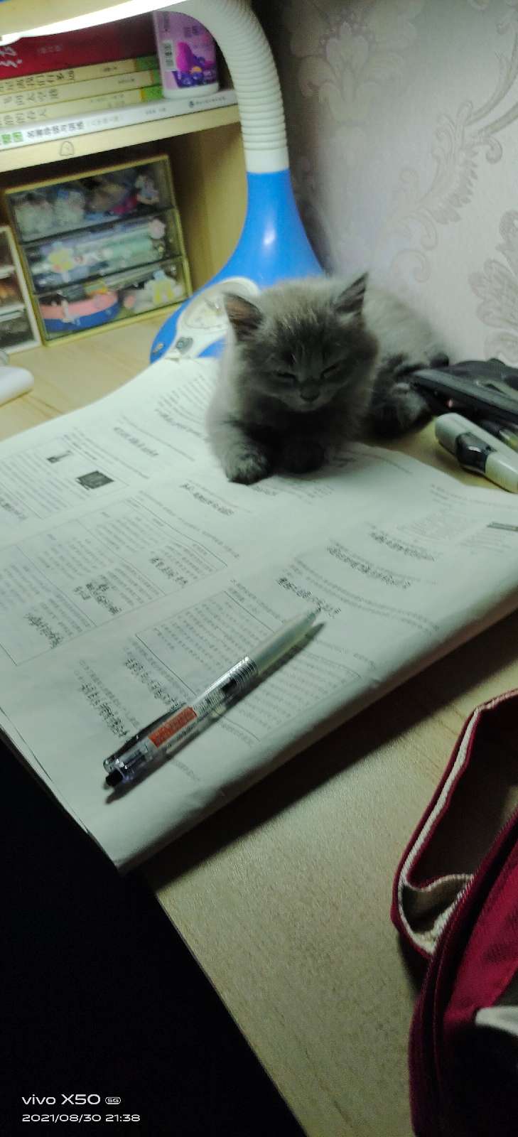 猫图片|宠物猫|猫咪|