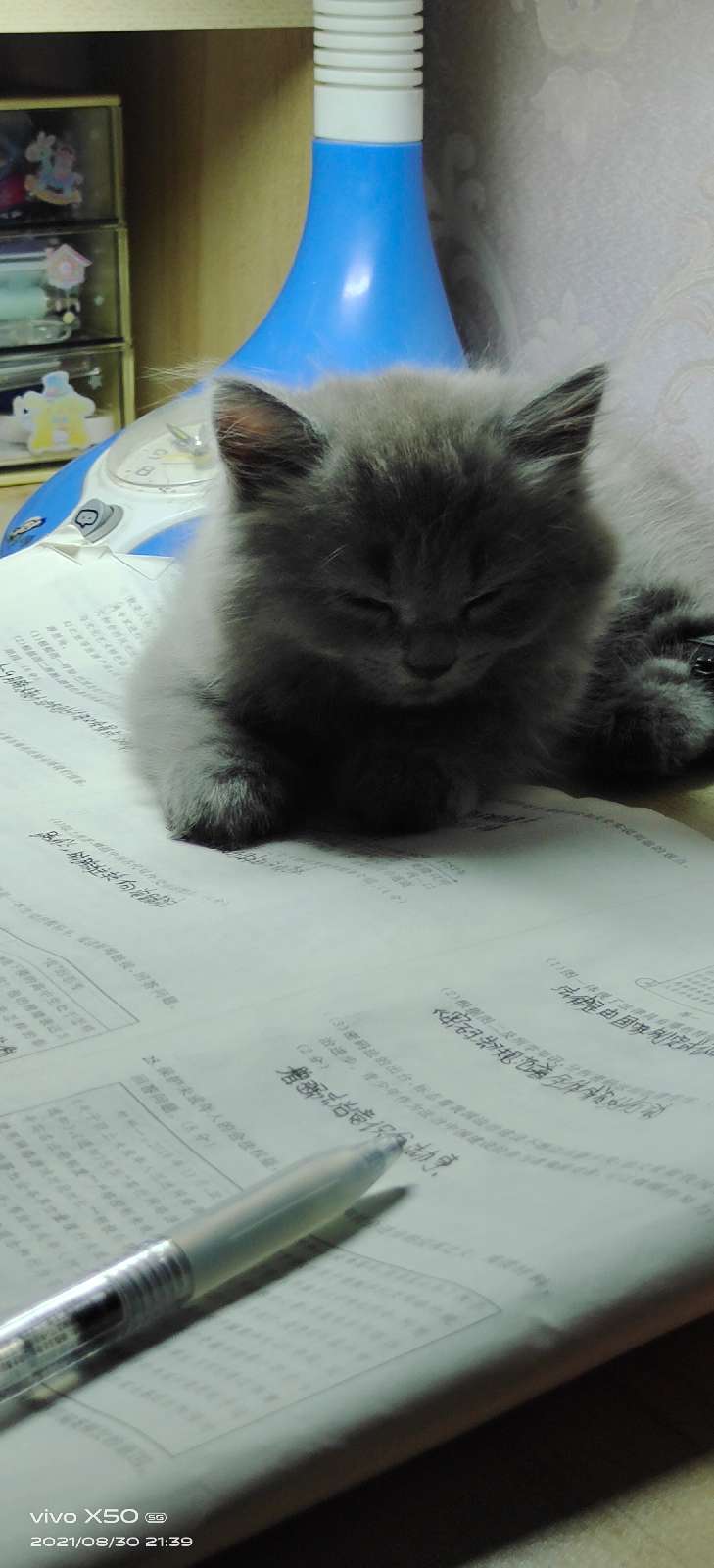 猫图片|宠物猫|猫咪|