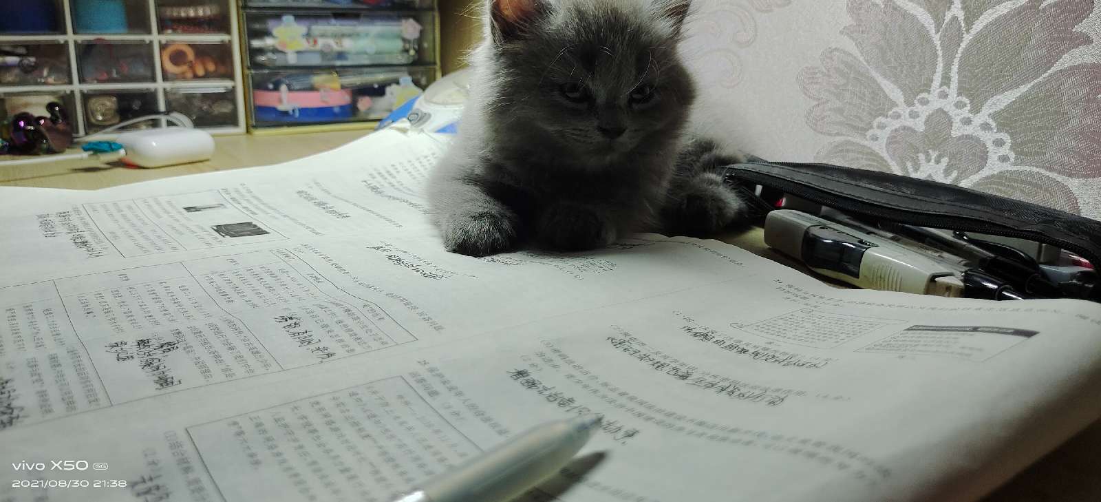 猫图片|宠物猫|猫咪|