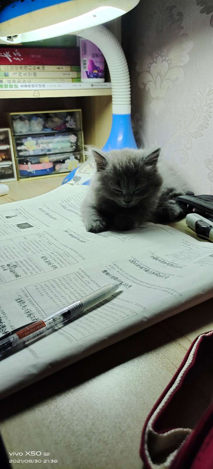 猫图片|宠物猫|猫咪|