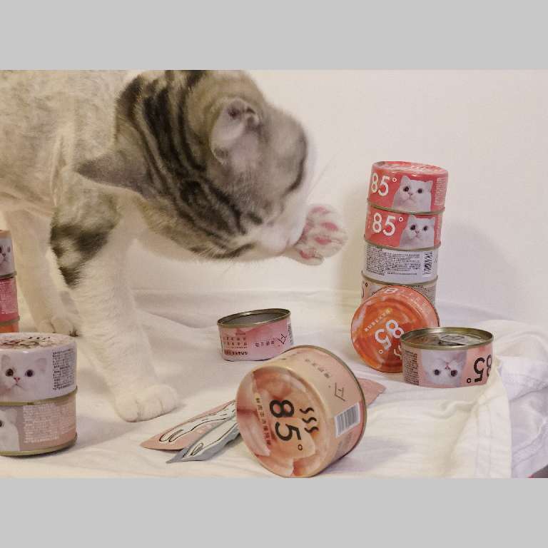 猫图片|宠物猫|猫咪|