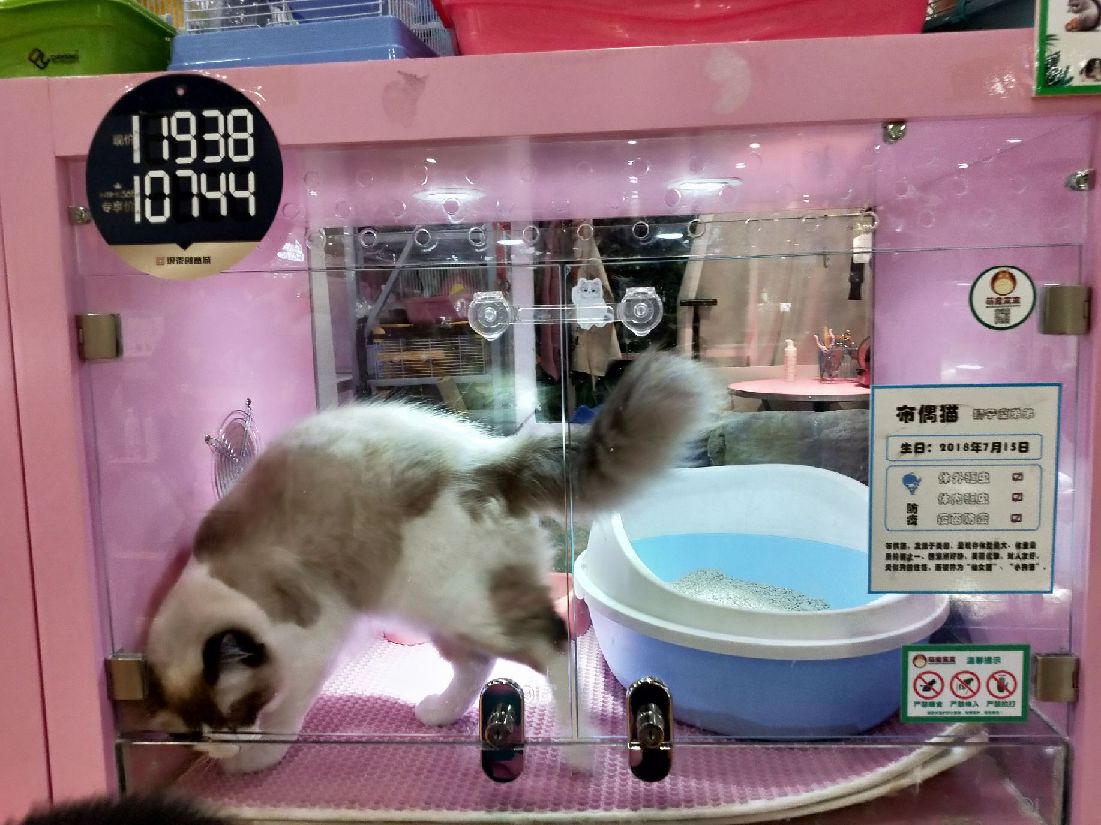 猫图片|宠物猫|猫咪|