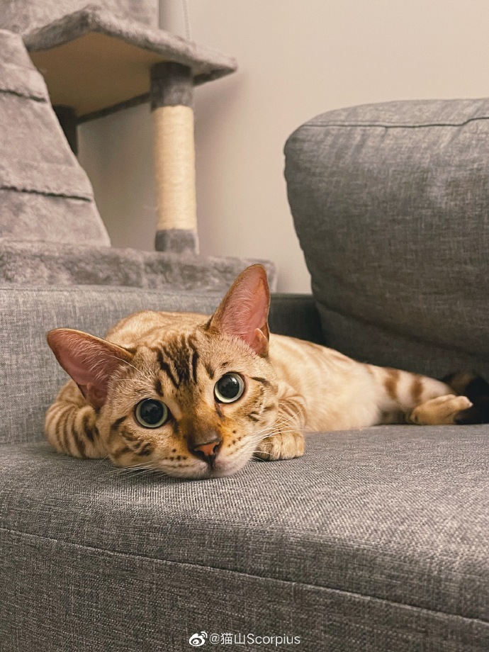 猫图片|宠物猫|猫咪|