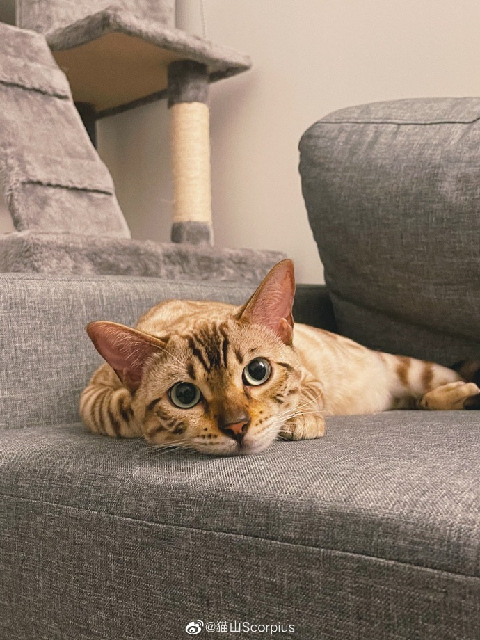 猫图片|宠物猫|猫咪|