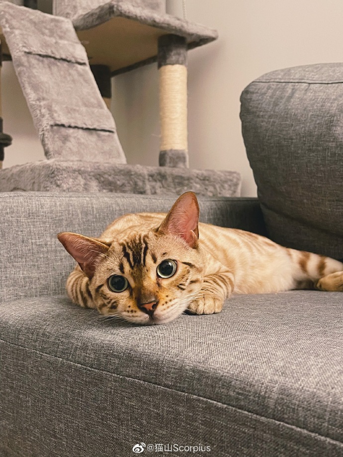 猫图片|宠物猫|猫咪|