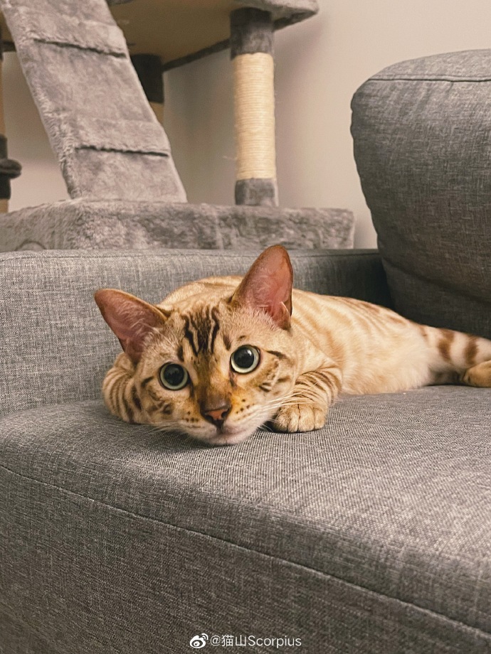 猫图片|宠物猫|猫咪|