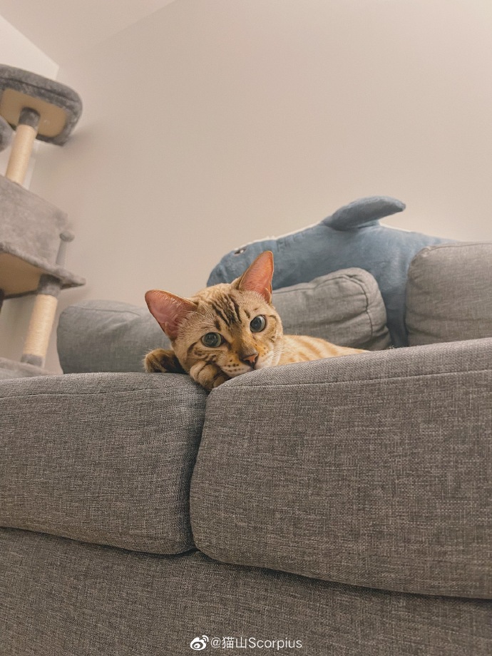 猫图片|宠物猫|猫咪|