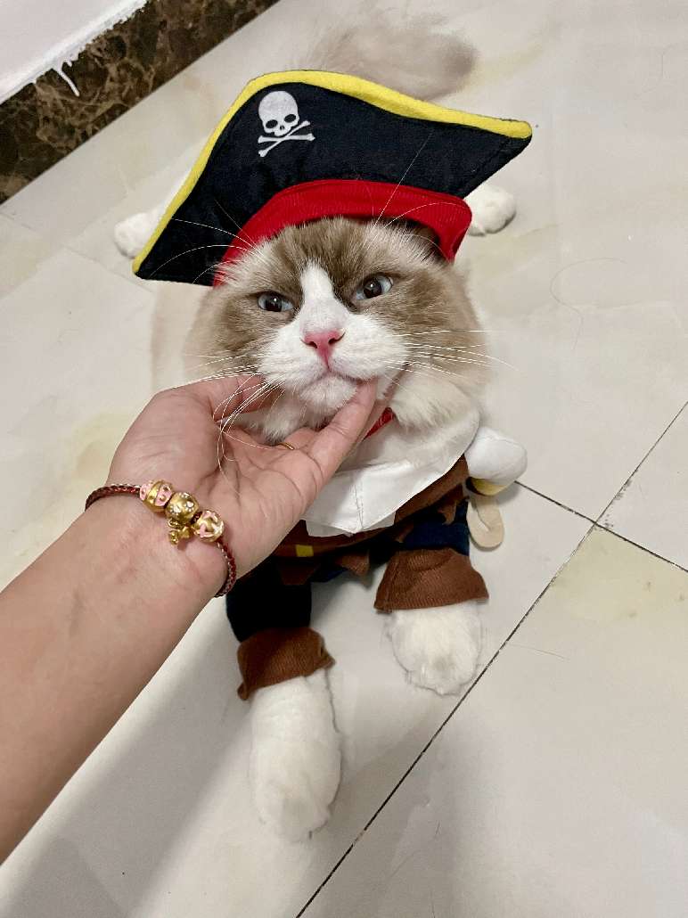 猫图片|宠物猫|猫咪|