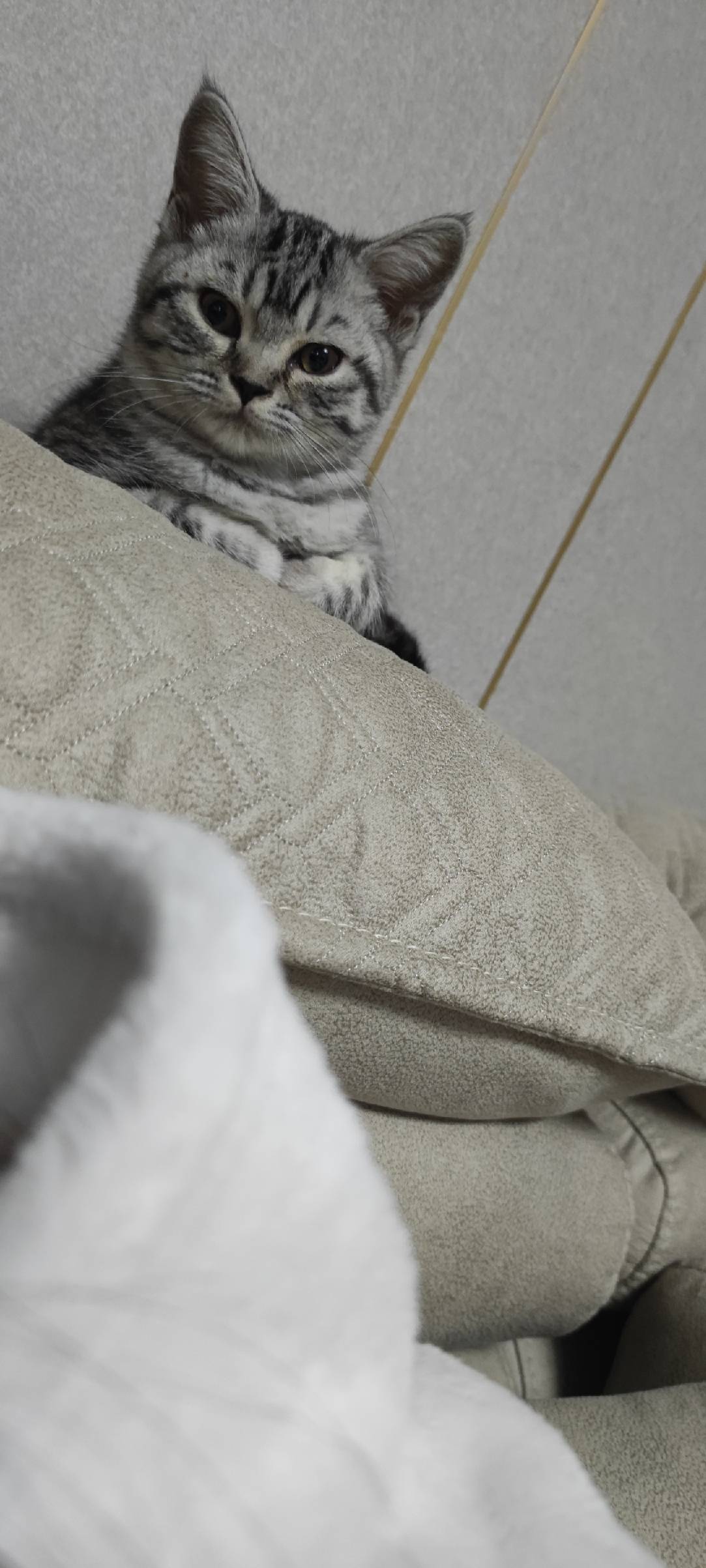 猫图片|宠物猫|猫咪|