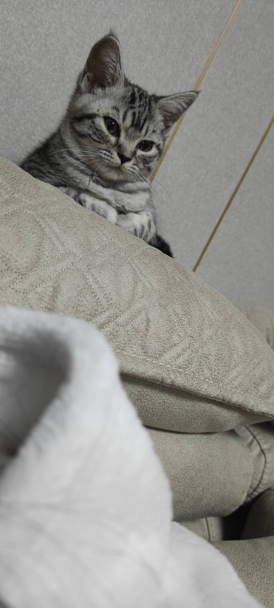 猫图片|宠物猫|猫咪|