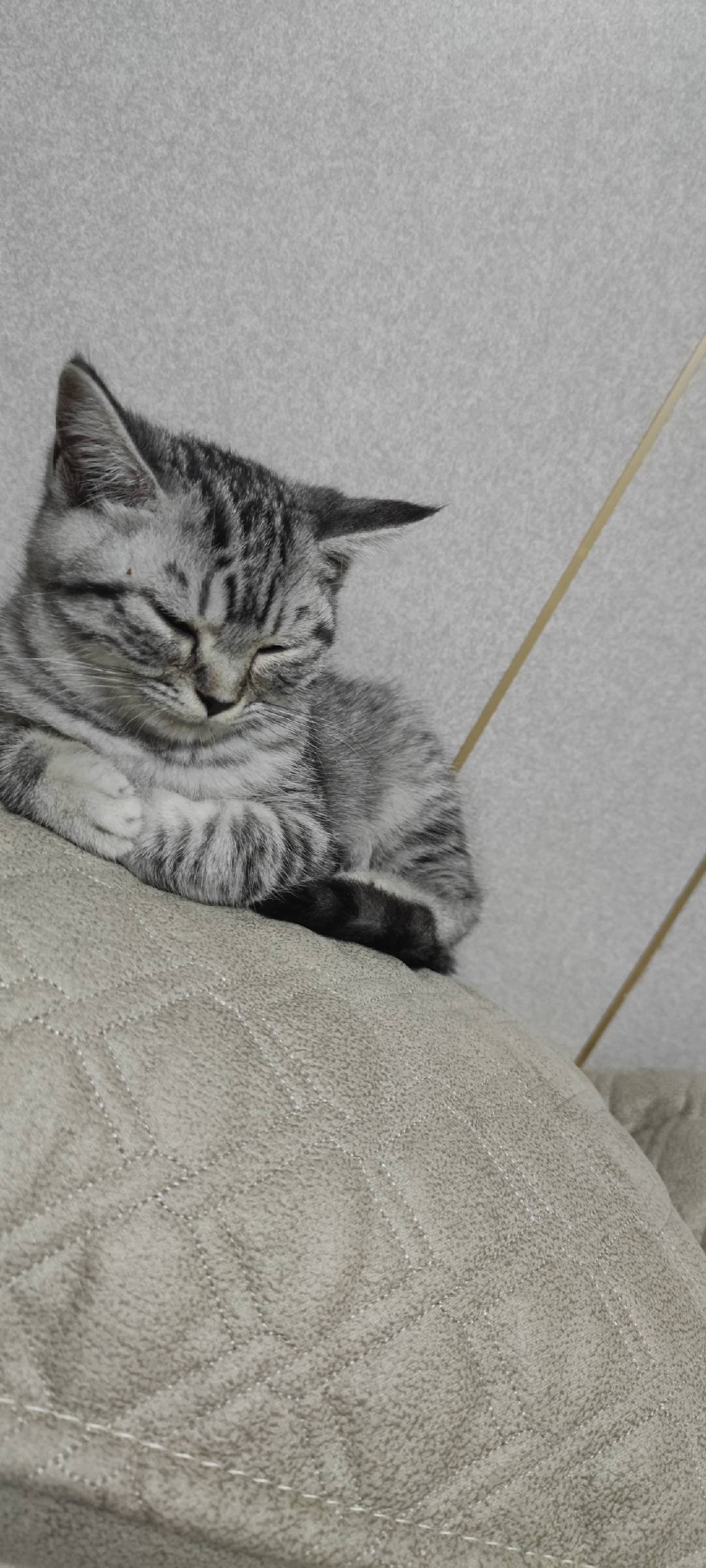 猫图片|宠物猫|猫咪|