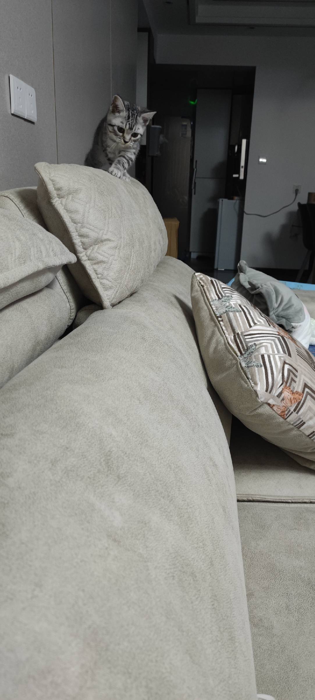 猫图片|宠物猫|猫咪|