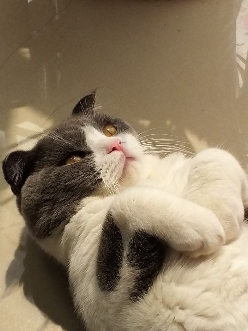 猫图片|宠物猫|猫咪|