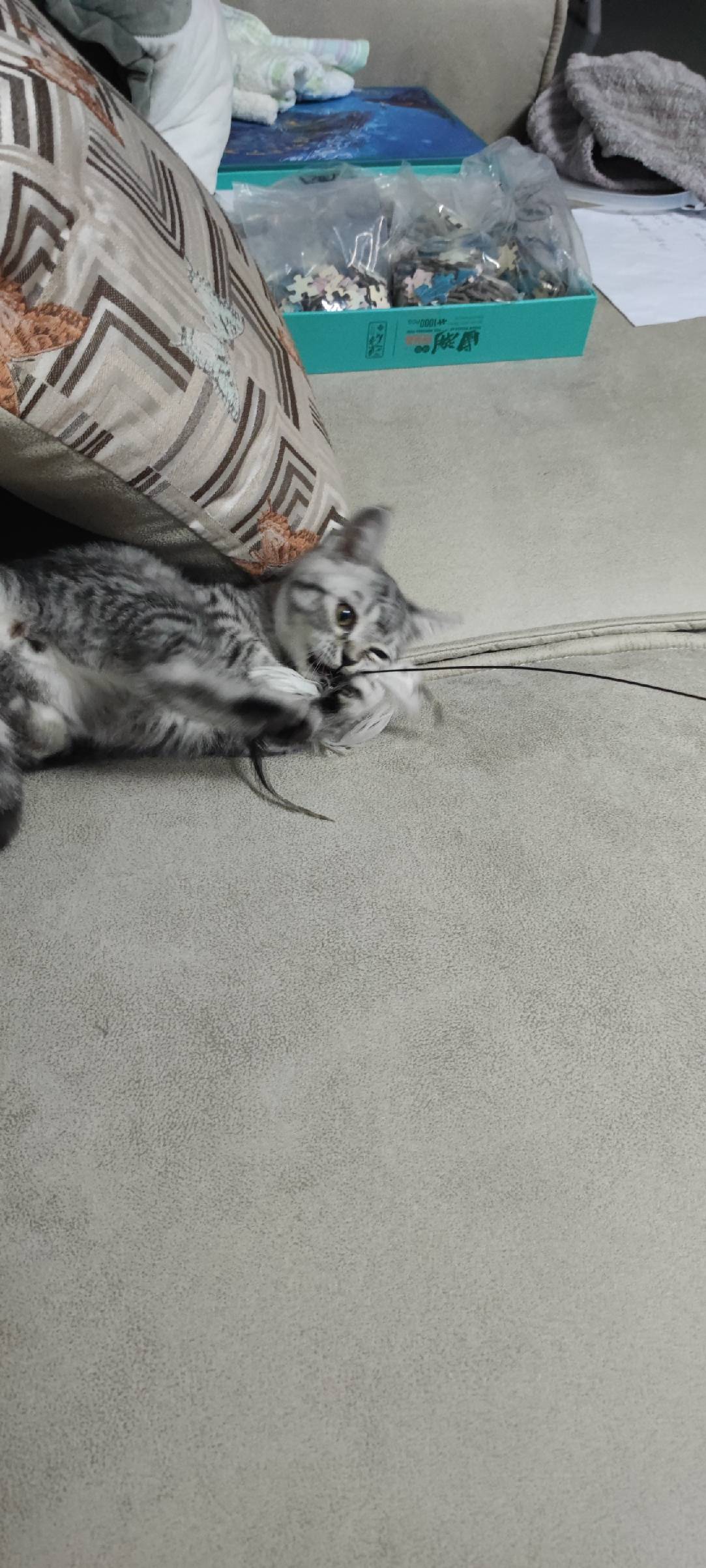 猫图片|宠物猫|猫咪|