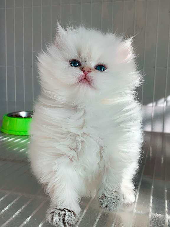 猫图片|宠物猫|猫咪|