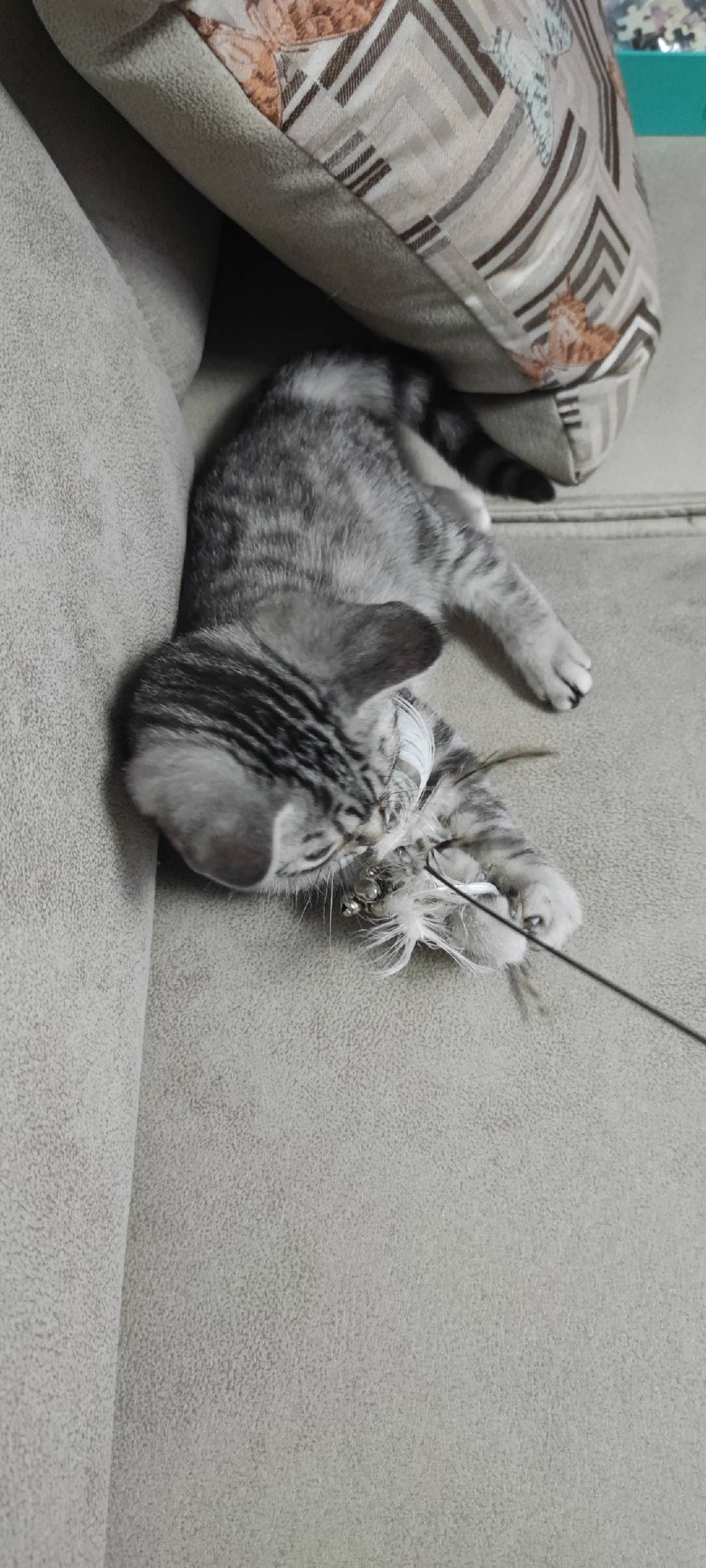 猫图片|宠物猫|猫咪|