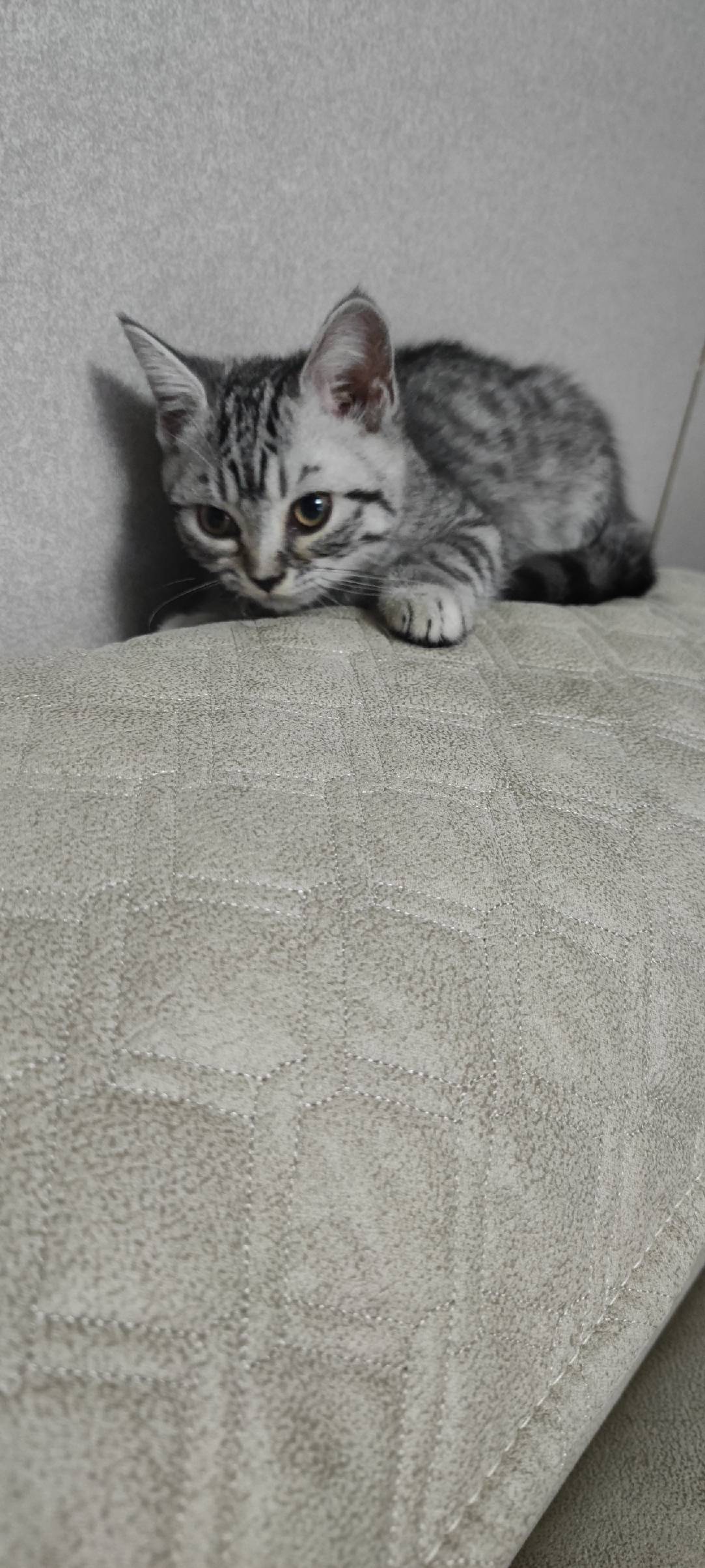 猫图片|宠物猫|猫咪|