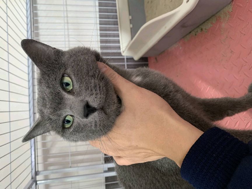 猫图片|宠物猫|猫咪|