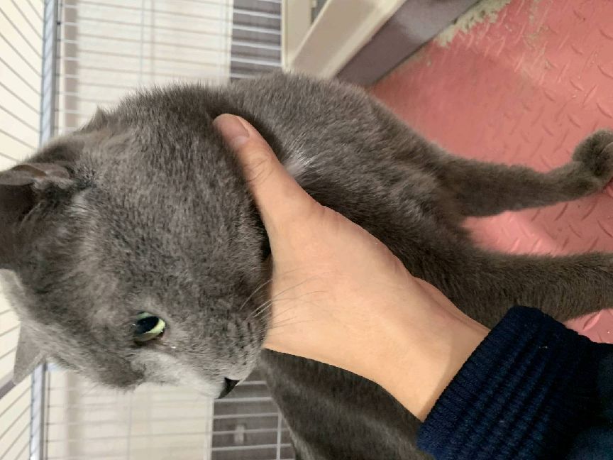 猫图片|宠物猫|猫咪|