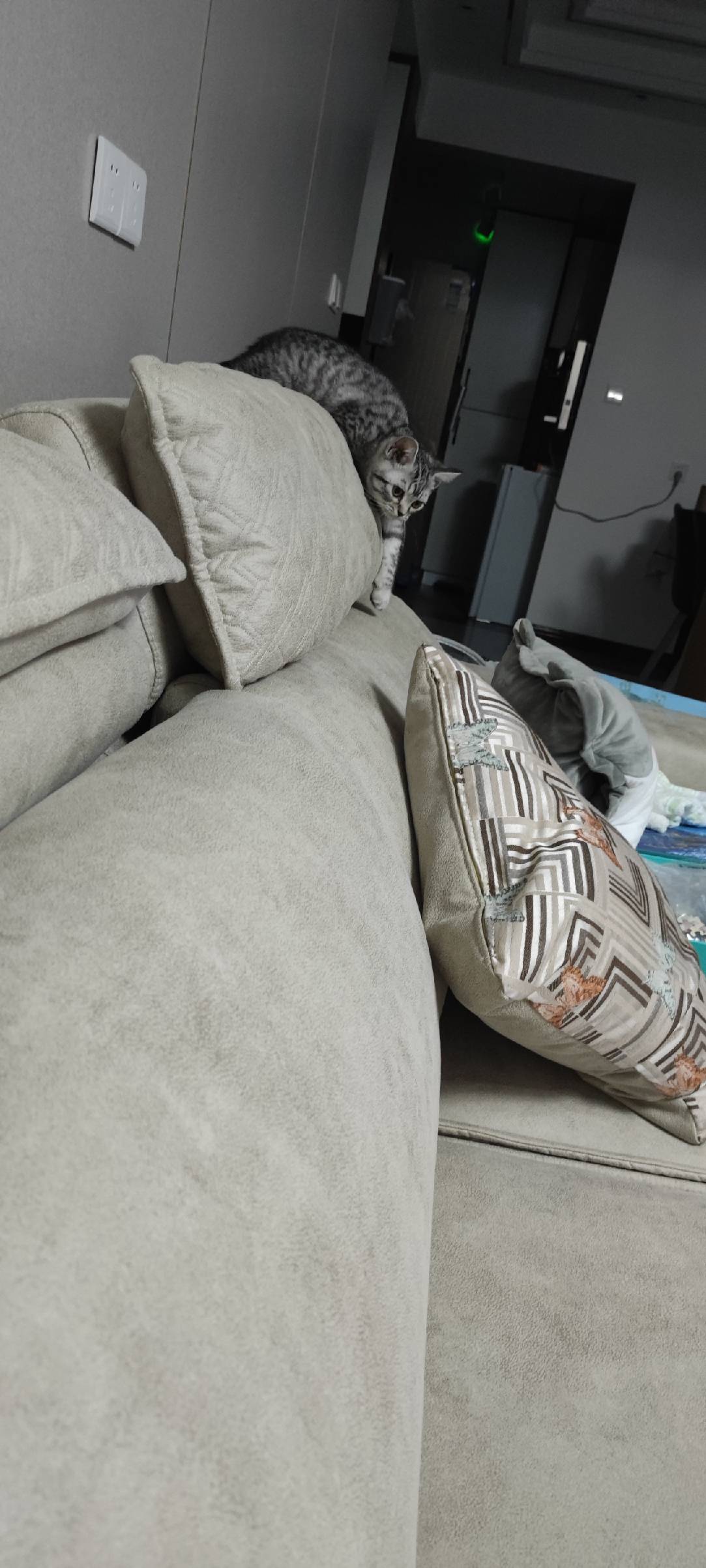 猫图片|宠物猫|猫咪|