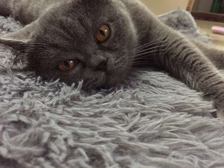 猫图片|宠物猫|猫咪|