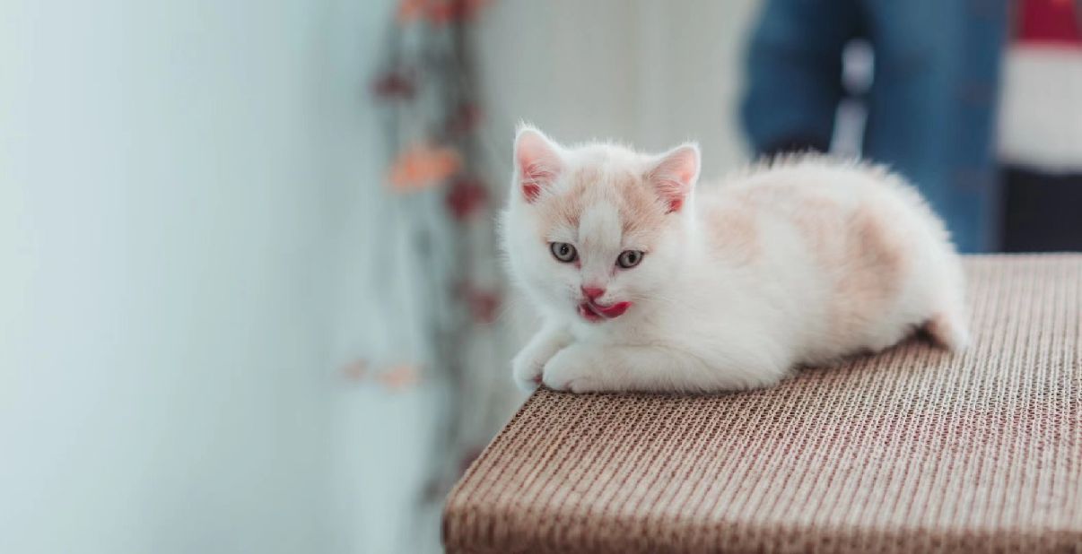 猫图片|宠物猫|猫咪|