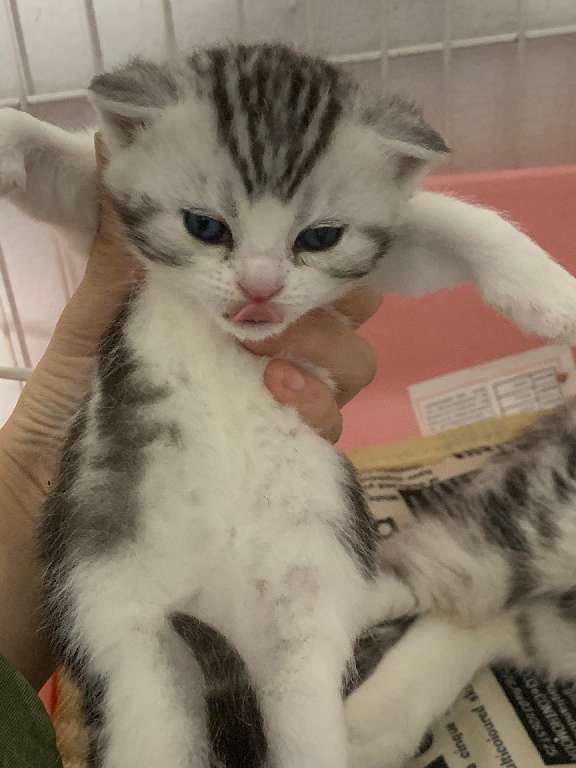 猫图片|宠物猫|猫咪|